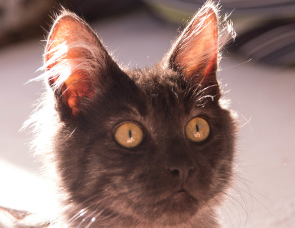 Luscious afspejle kasket Kattens kommunikation - kropssprog og ansigtsmimik